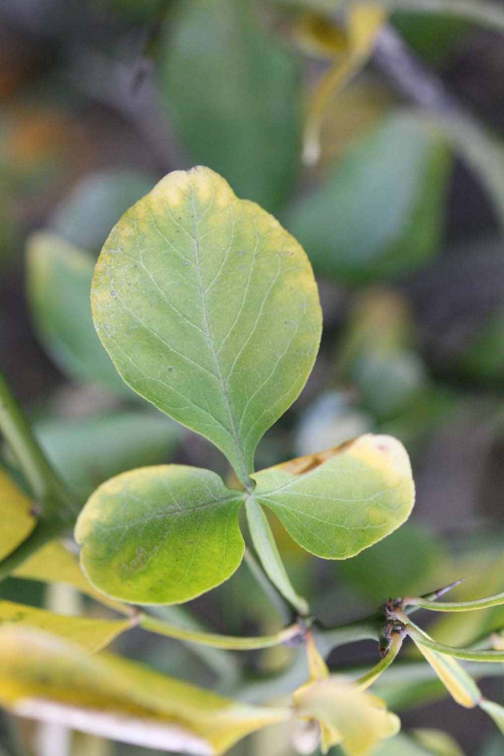              Trifoliolate leaf (Riverside, CA)       